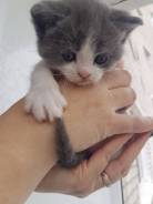 Британская кошка.