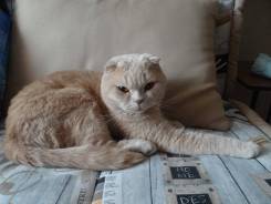 Шотландская вислоухая кошка.