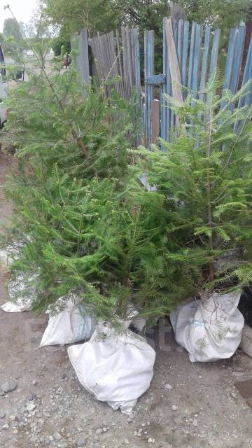 Саженцы кедра корейского, новый, в наличии. Цена: 1 500₽ в Хабаровске