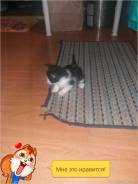 Кошки.