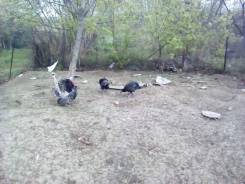 Индюки.