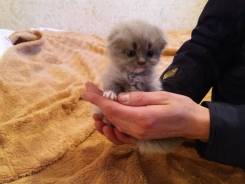 Шотландская вислоухая кошка.