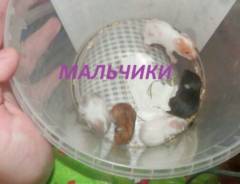 Хомяки.