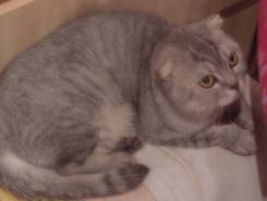 Шотландская прямоухая кошка.