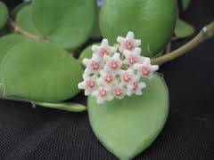 Hoya sp. from Biak IPPS 4526