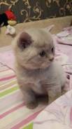 Шотландская вислоухая кошка.