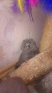 Шотландская вислоухая кошка.