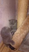 Шотландская прямоухая кошка.