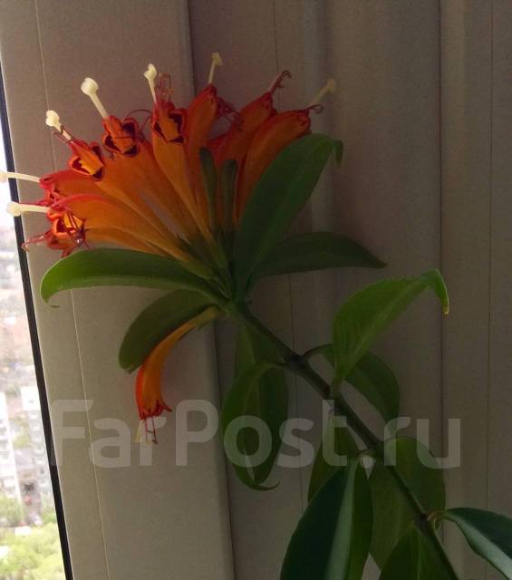 Красивое комнатное растение- эсхинантус прекрасный, в наличии. Цена ...