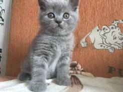 Шотландская прямоухая кошка.