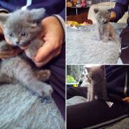 Шотландская прямоухая кошка.