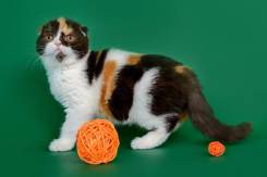 Шотландская вислоухая кошка.