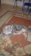 �����. ����