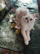 Британская кошка.