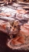 Шотландская кошка.