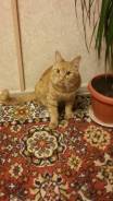 Котик в очень добрые руки!