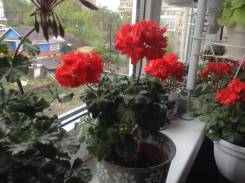 Пеларгония.