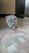 Шотландская кошка.