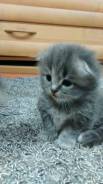 Шотландская вислоухая кошка.