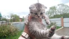 Шотландская вислоухая кошка.