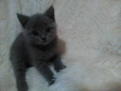 Британская кошка.