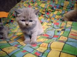 Шотландская прямоухая кошка.