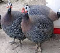 Цесарки.