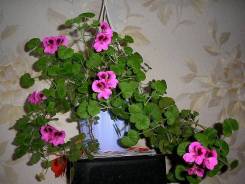 Пеларгония.
