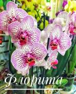 Фаленопсис.