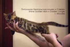 Бенгальская кошка.