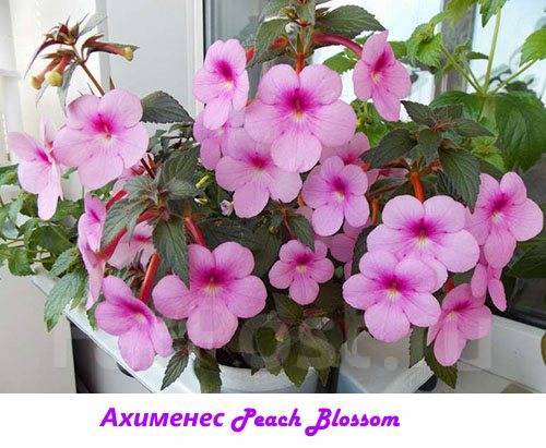 Цветок peach blossom ахименес, ризомы - Растения во Владивостоке