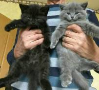 Шотландская кошка.