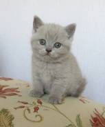 Британская кошка. Под заказ