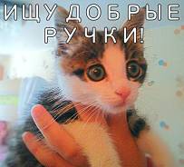 Кошки.