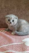 Шотландская кошка.