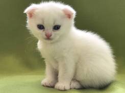 Шотландская вислоухая кошка.