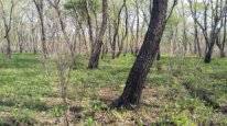 Срочнопродам три земельных участка по 50 соток . 1 500 000 кв. м., аренда, электричество, от частного лица (собственник)
