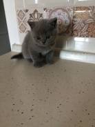 Шотландская прямоухая кошка.