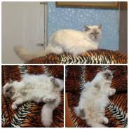 Кошечка породы RagDoll (кошка-кукла).