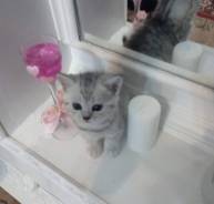 Шотландская прямоухая кошка.