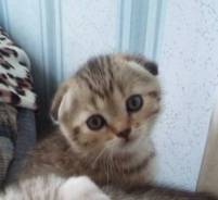 Шотландская вислоухая кошка.