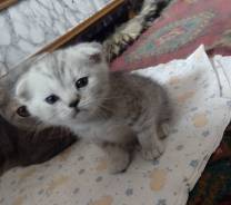 Шотландская вислоухая кошка.