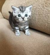 Шотландская прямоухая кошка.