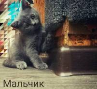 Шотландская прямоухая кошка.