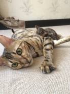 Бенгальская кошка.