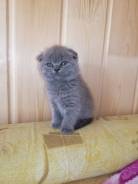 Шотландская вислоухая кошка.