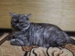 Шотландская прямоухая короткошерстная кошка.