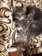 Отдам Бесплатно котят