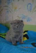 Шотландская вислоухая кошка.