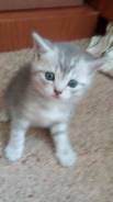 Шотландская кошка.